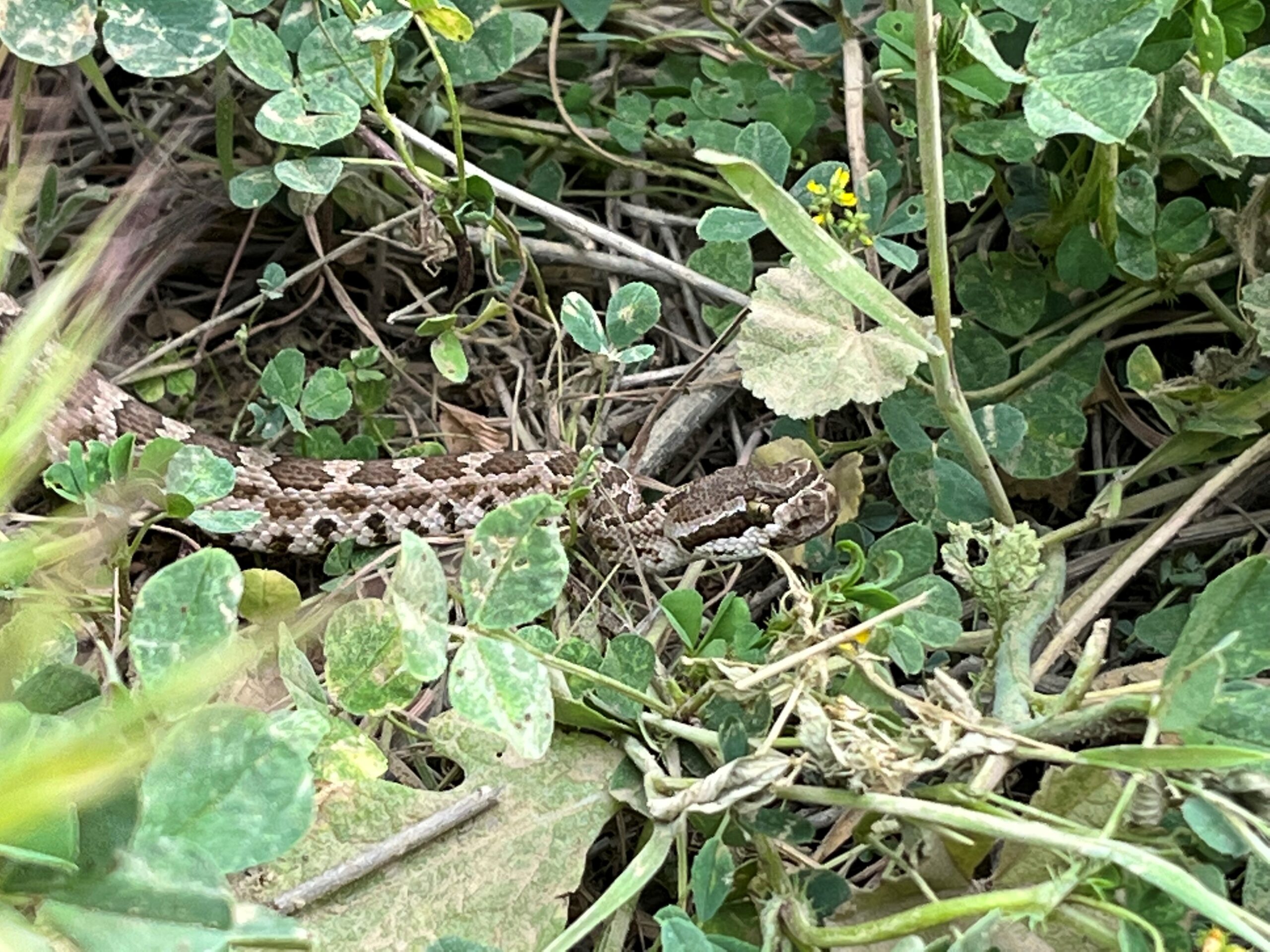 Rattlesnake in undergrowth